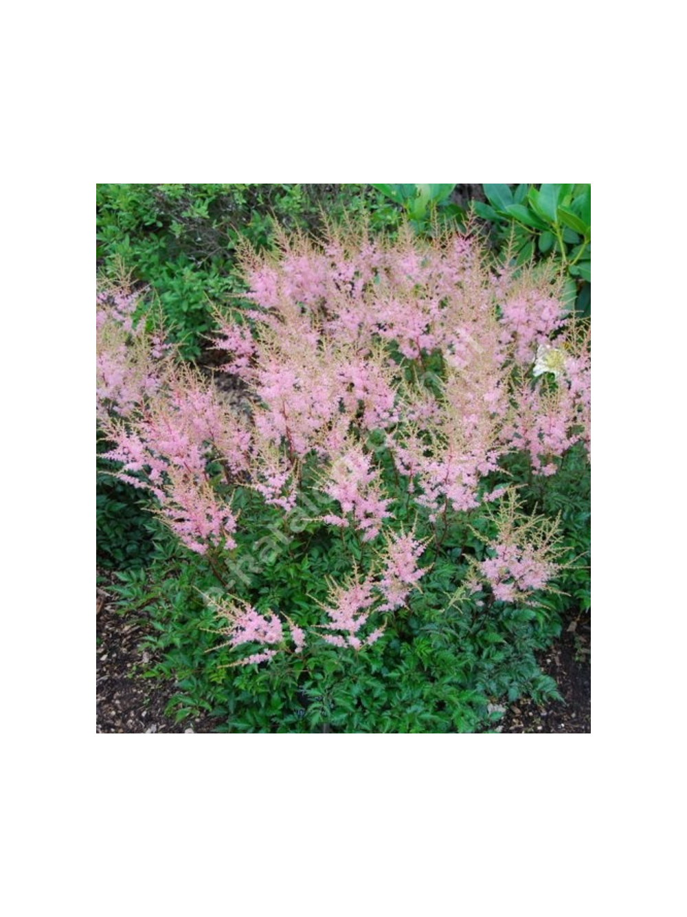 Tawułka pojedynczolistna - Astilbe simplicifolia 'Sprite'