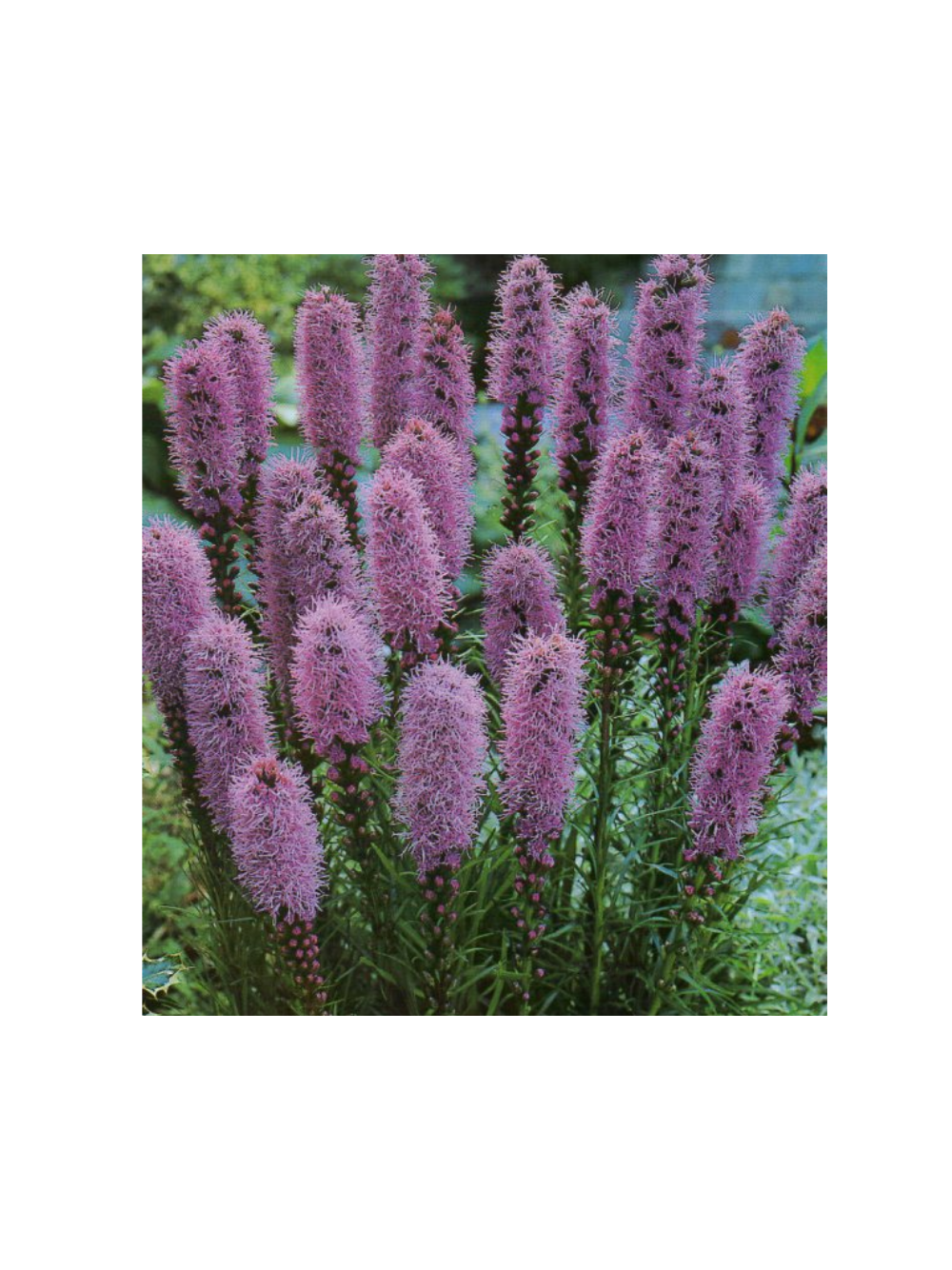 Liatra kłosowa fioletowa- Liatris Spicata 1 szt