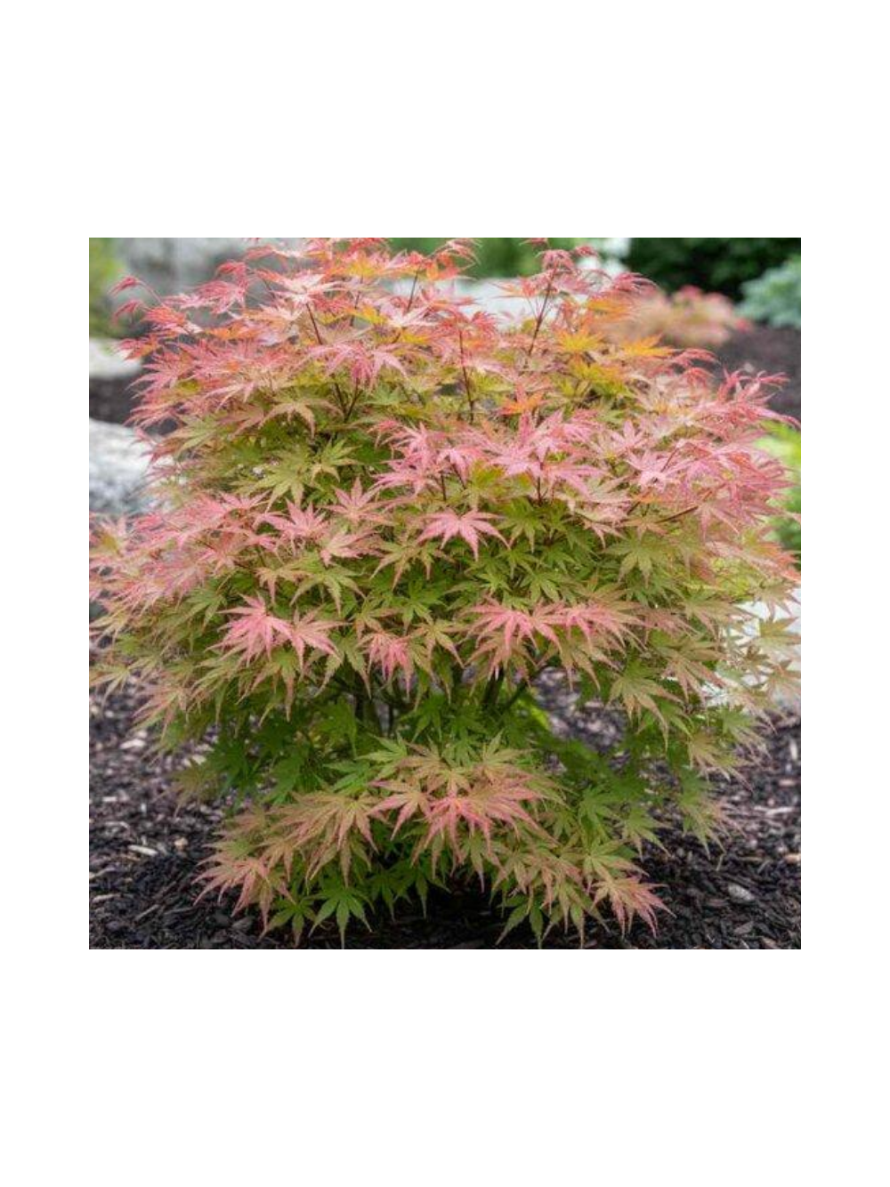 Klon palmowy - Acer palmatum 'Phoenix'