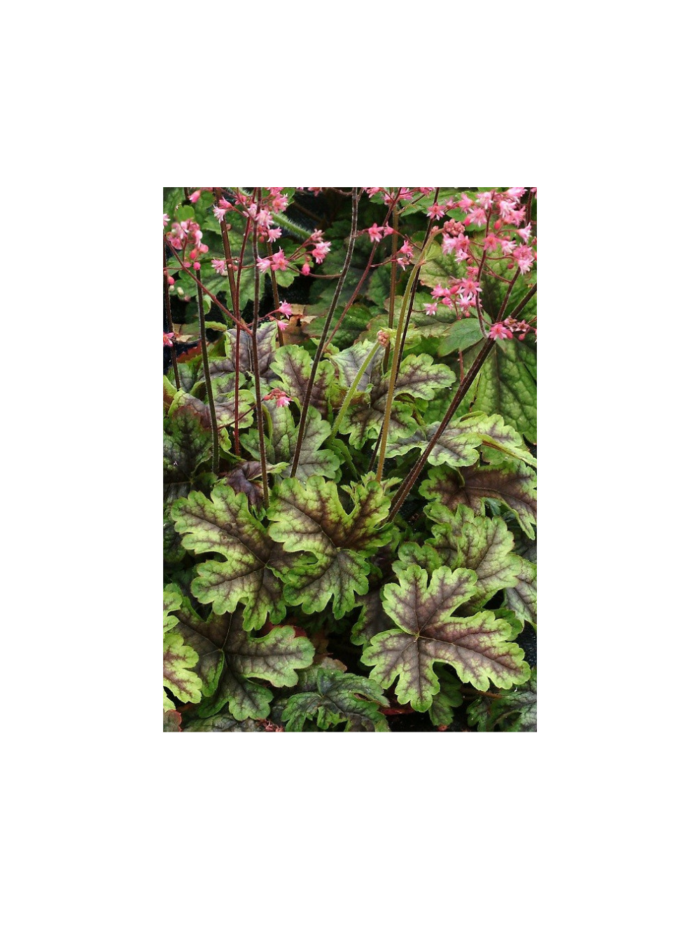 Żuraweczka - Heucherella 'Tapestry'