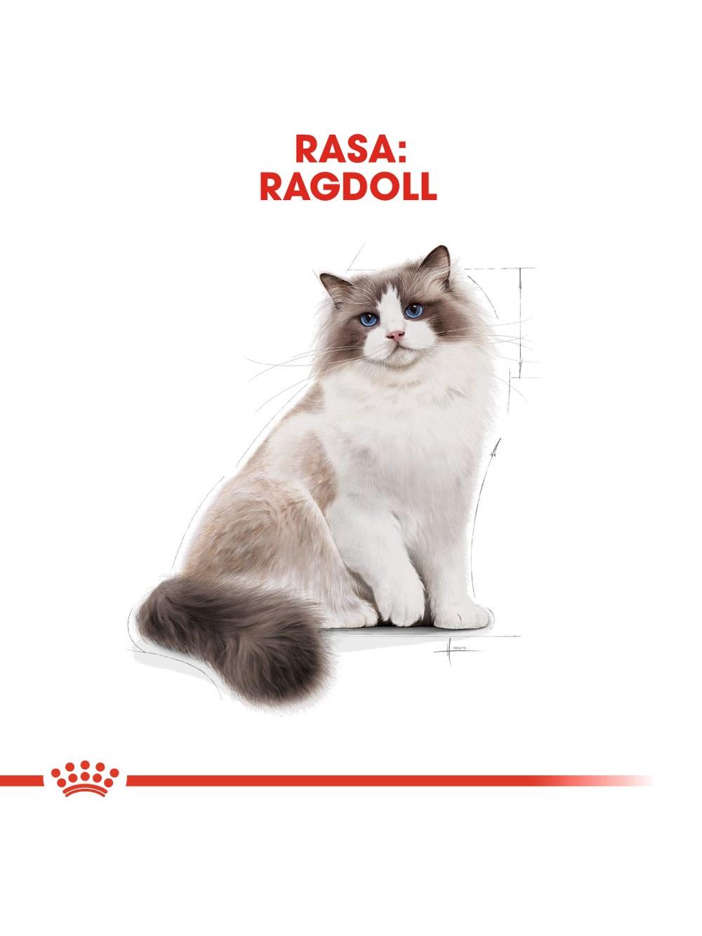 ROYAL CANIN Ragdoll Adult 10kg karma sucha dla kotów dorosłych rasy ragdoll