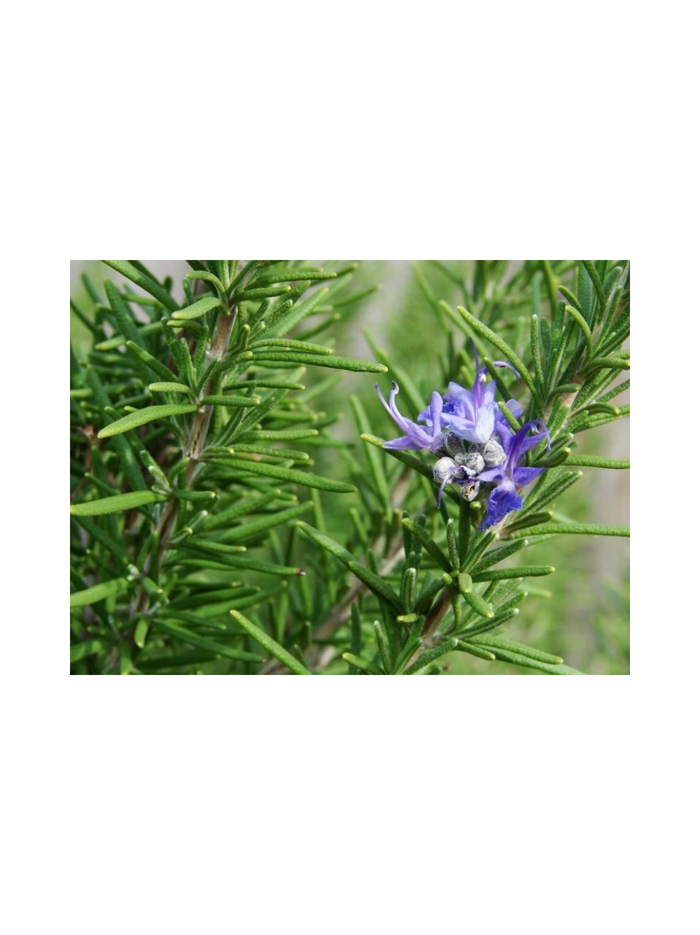 Rozmaryn lekarski - Rosmarinus officinalis
