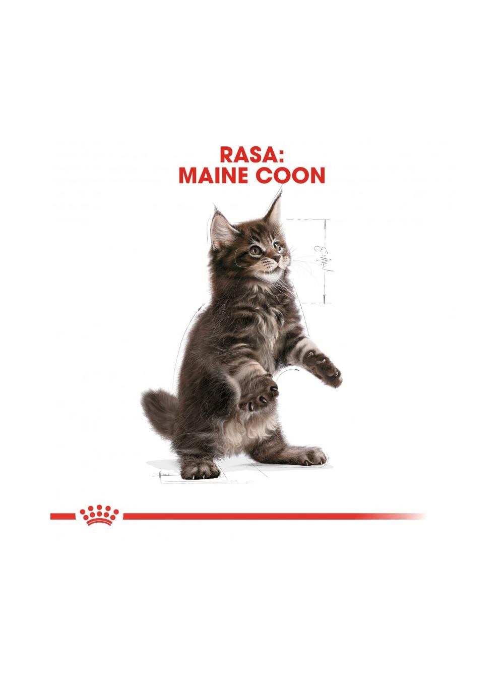 ROYAL CANIN Maine Coon Kitten 2kg karma sucha dla kociąt, do 15 miesiąca, rasy maine coon