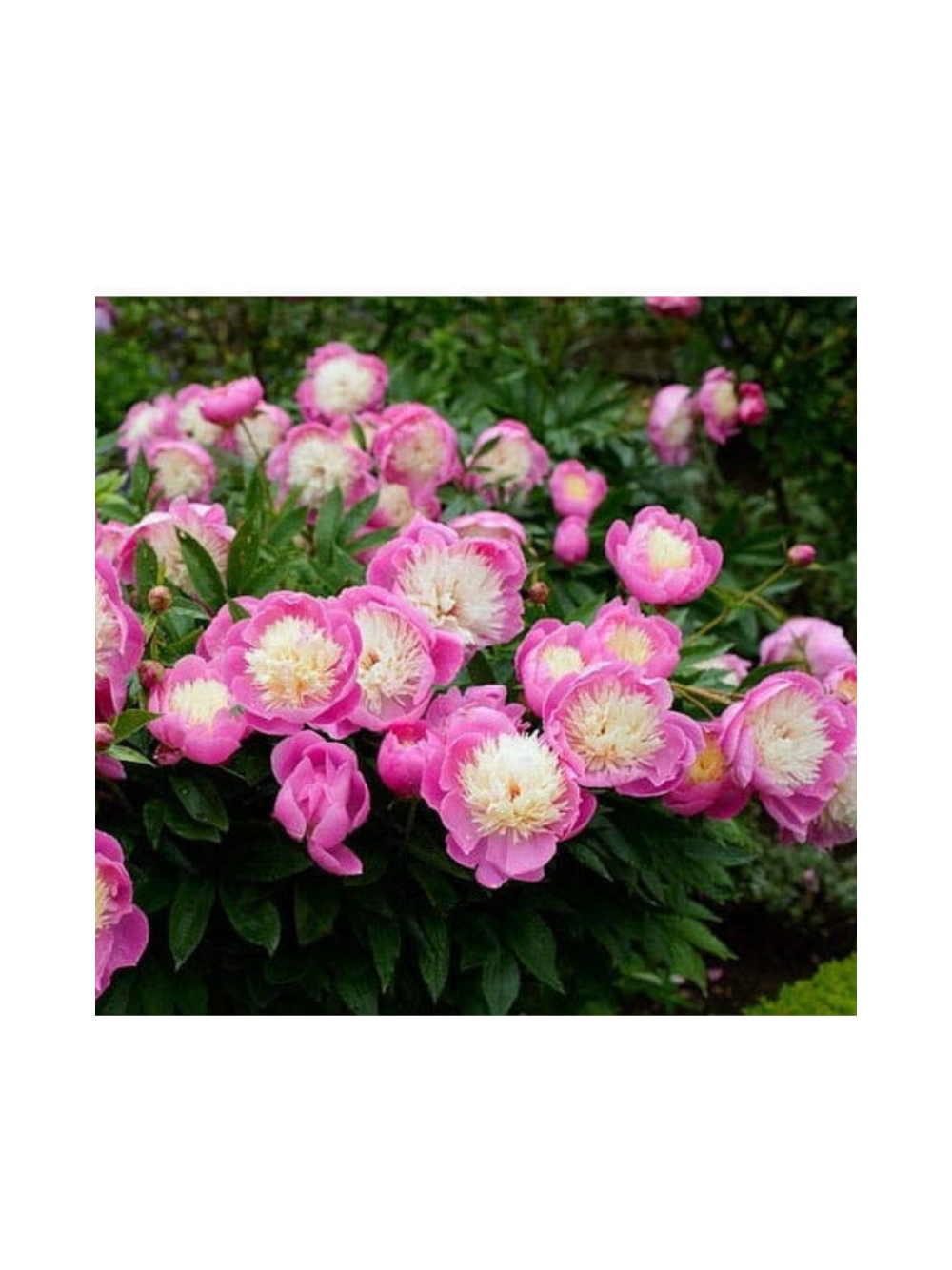 Piwonia chińska - Paeonia lactiflora 'Bowl of Beauty'