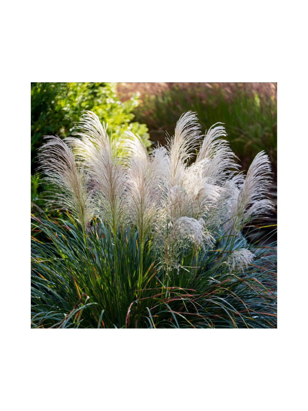 Miskant chiński- Miscanthus sinensis 'Graziella'