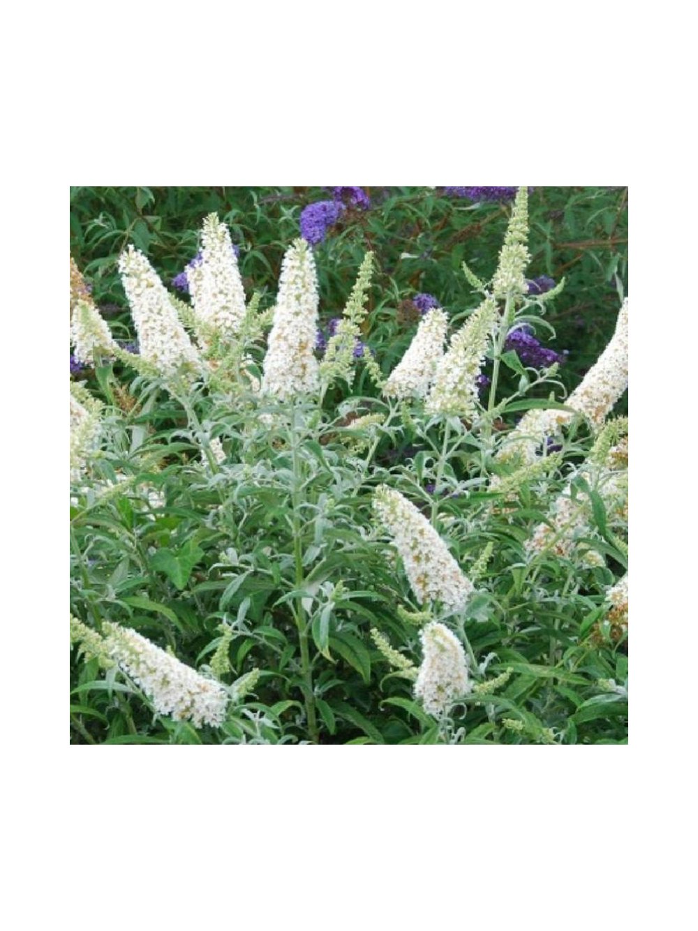 Buddleja davidii 'White Profusion'