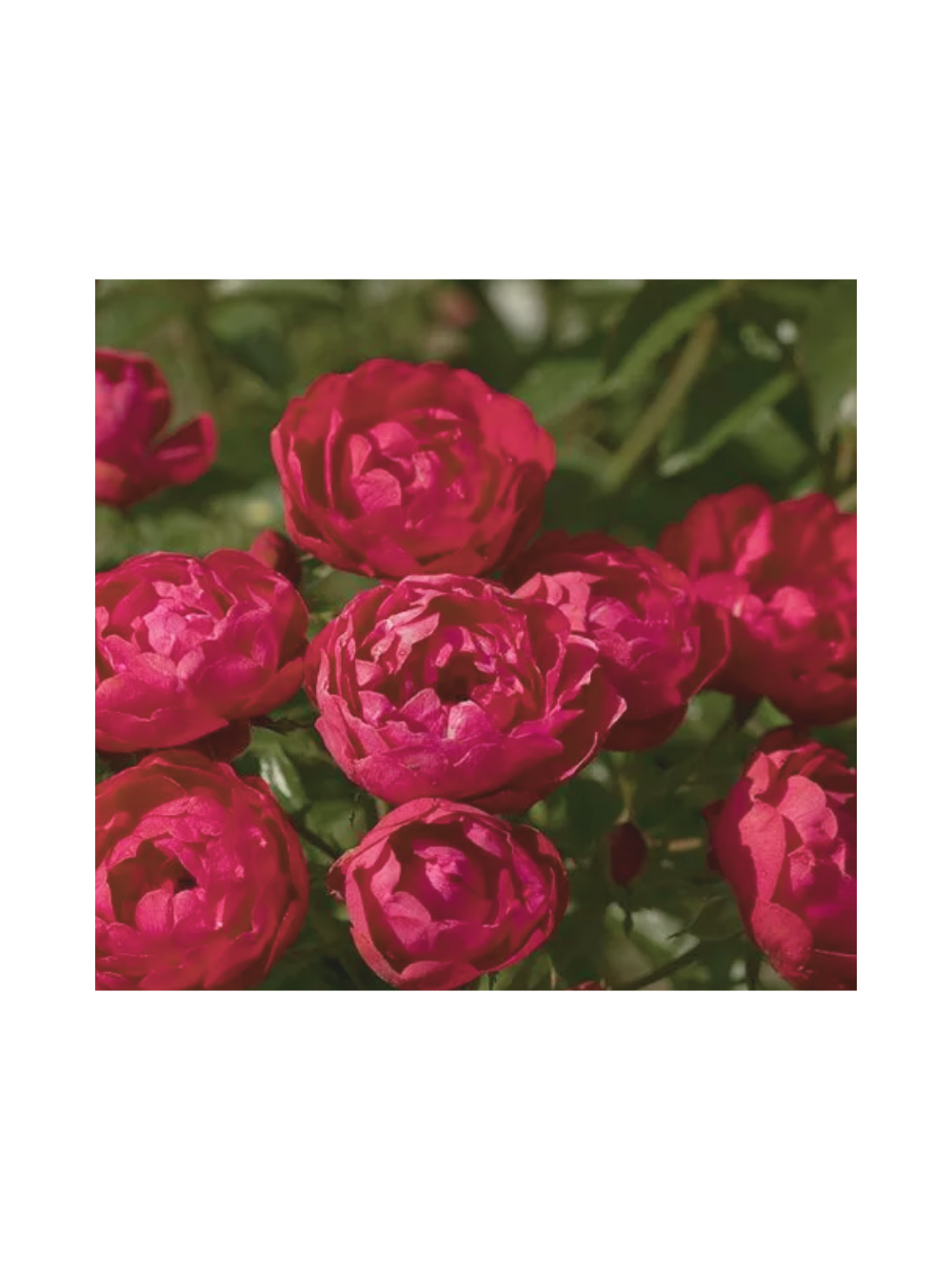Róża polyantha - czerwona