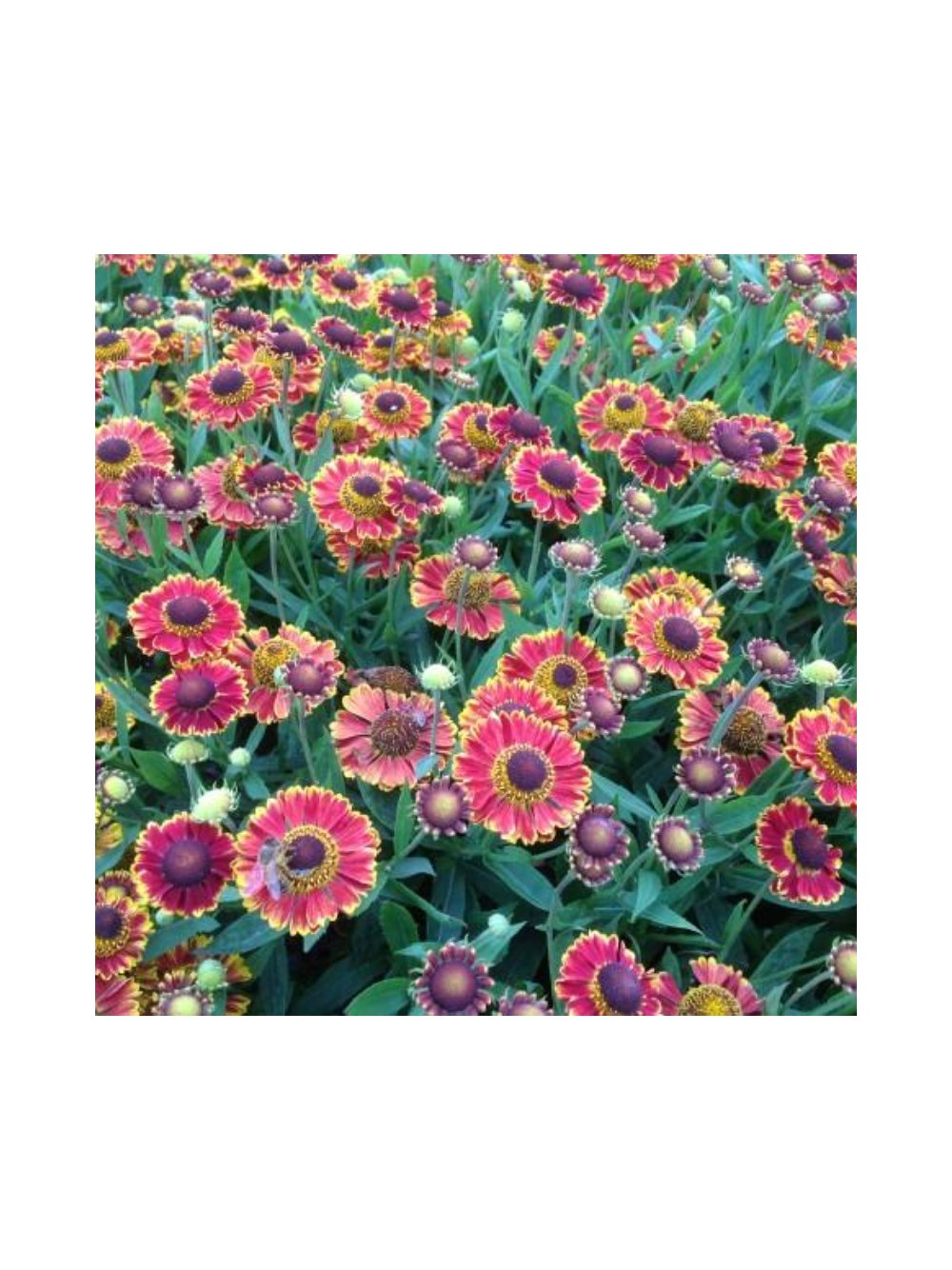 Dzielżan ogrodowy - Helenium x hybridum 'Bandera'