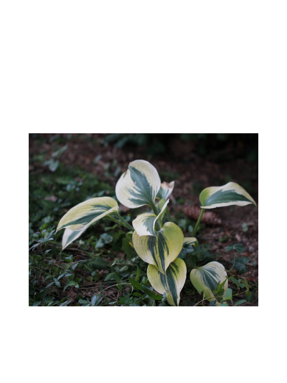 Funkia (Hosta) 'Autumn Frost'
