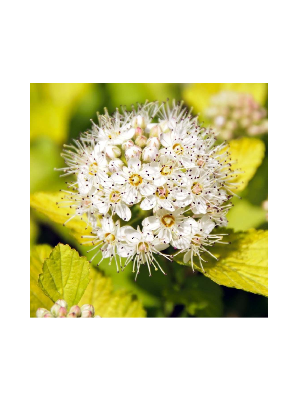 Pęcherznica kalinolistna  - Physocarpus opulifolius 'Dart's Gold'