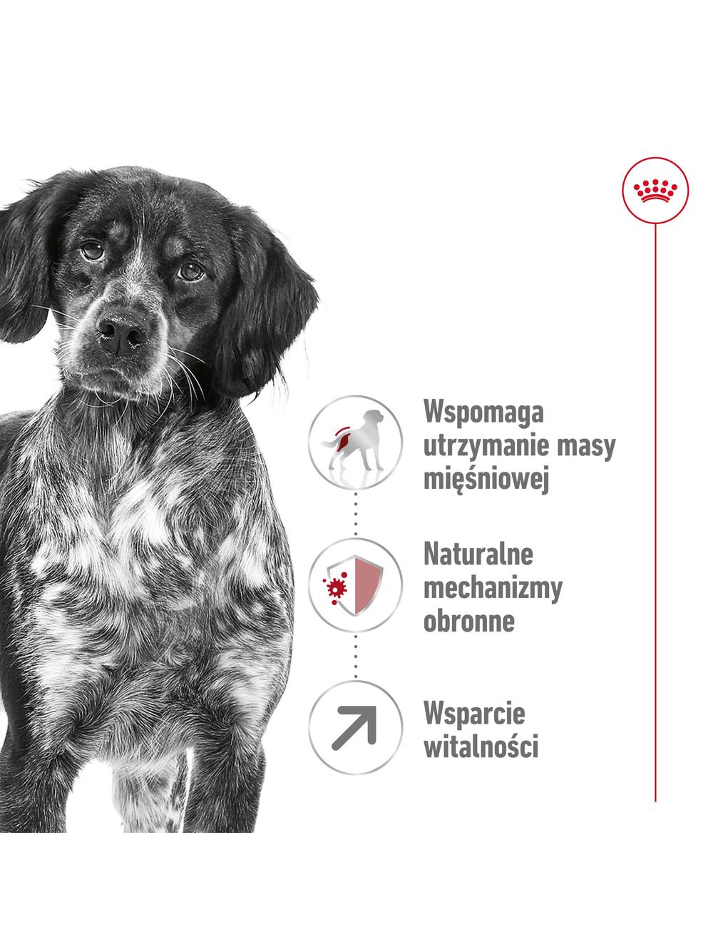 ROYAL CANIN Medium Adult 7+ karma sucha dla psów dojrzałych od 7. do 10. roku życia, ras średnich 15 kg