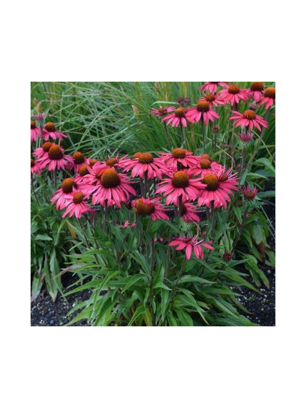 Jeżówka purpurowa - Echinacea purpurea 'Glowing Dream'