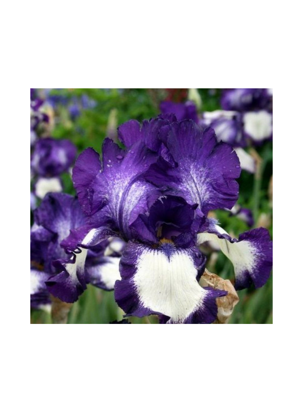 Kosaciec bródkowy - Iris germanica 'Stepping Out'
