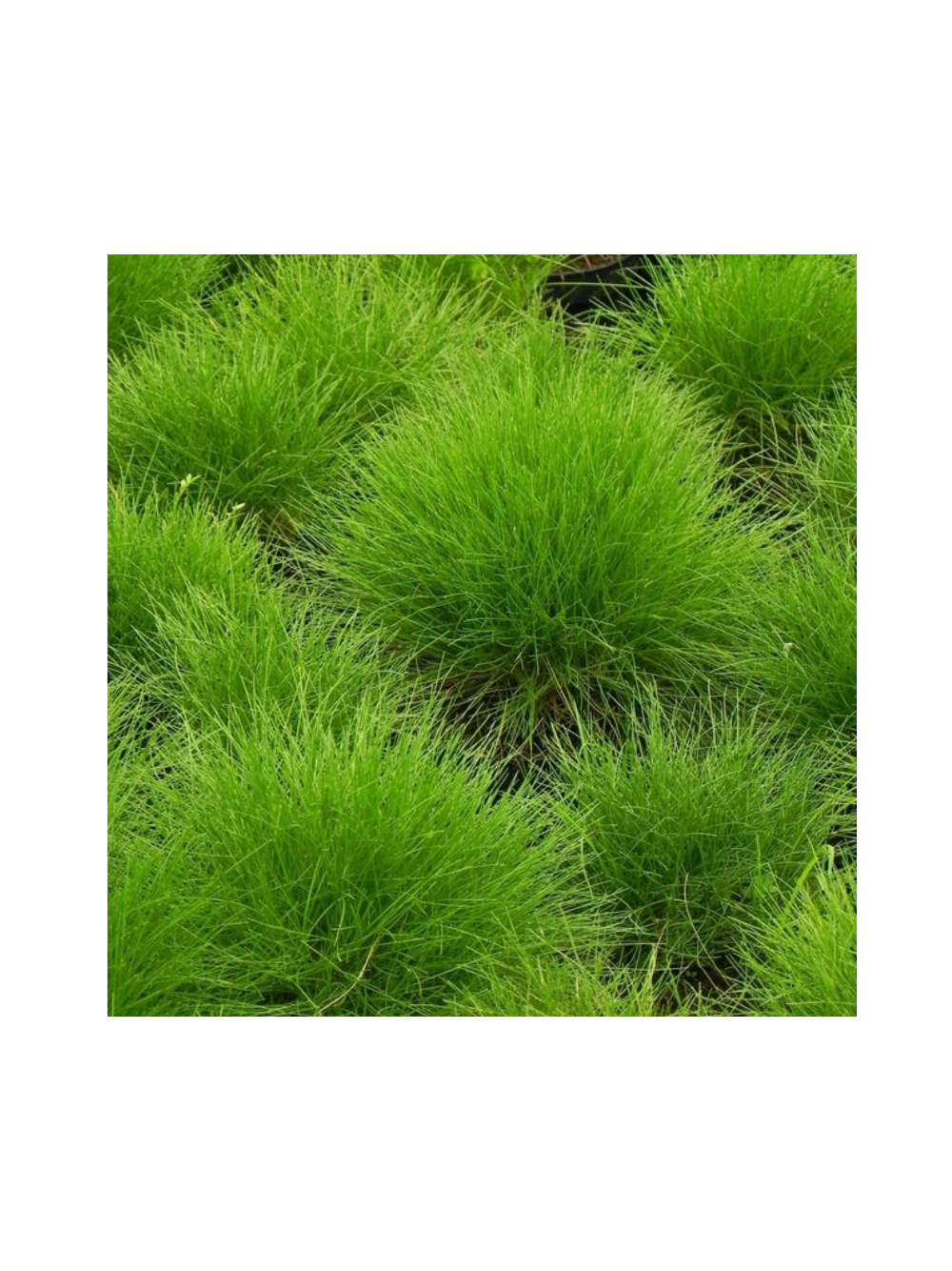 Kostrzewa Gautiera- Festuca scoparia (gautieri)