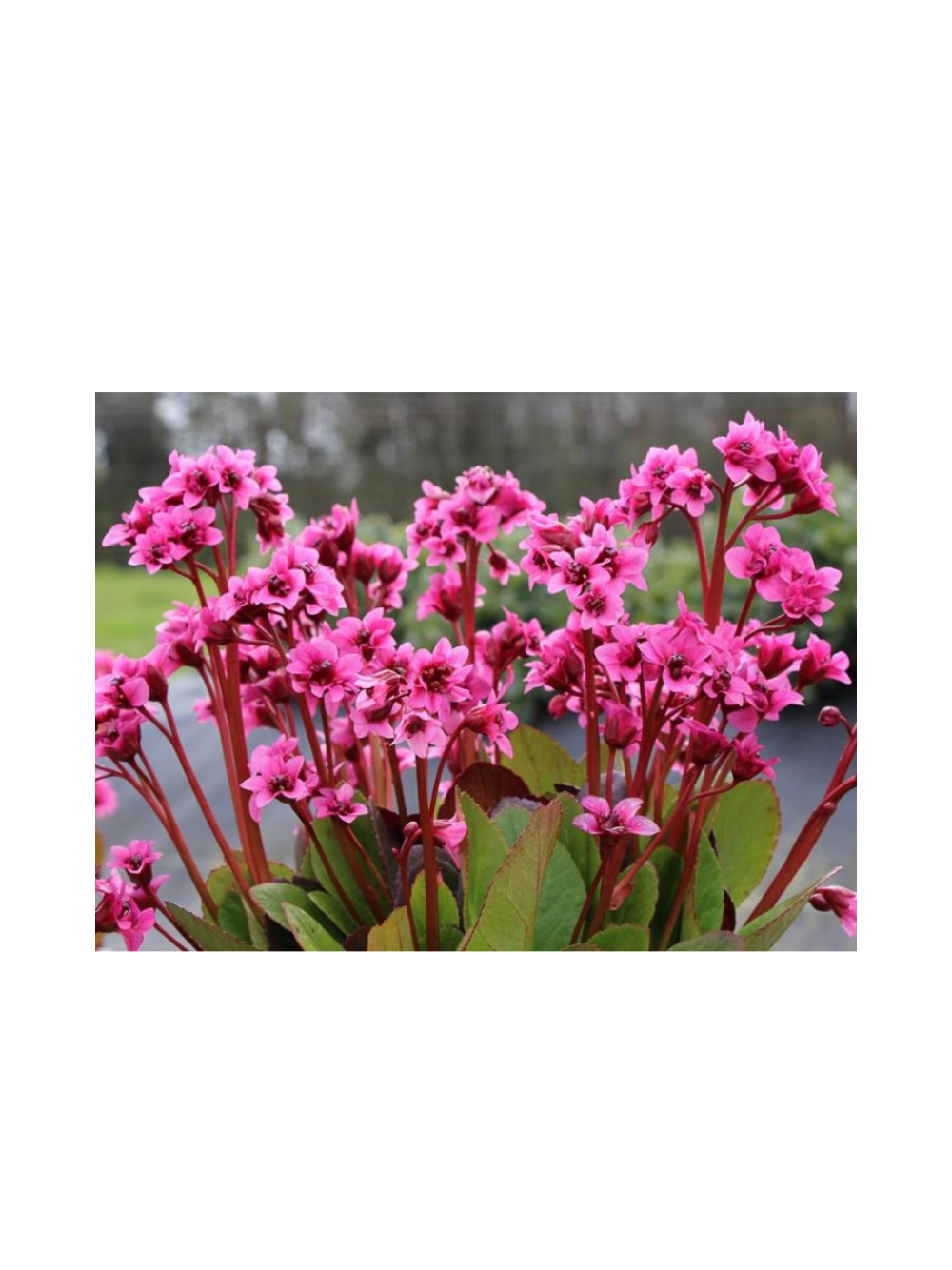 Bergenia x hybrida 'Flirt'