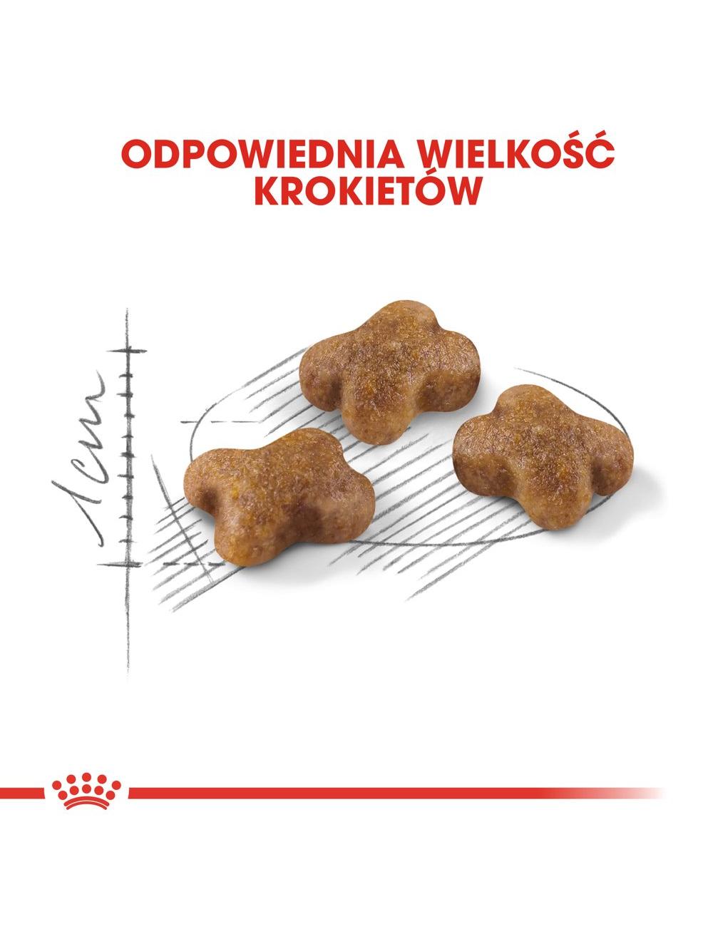 ROYAL CANIN  Kitten 10kg karma sucha dla kociąt od 4 do 12 miesiąca życia  + niespodzianka dla kota GRATIS!