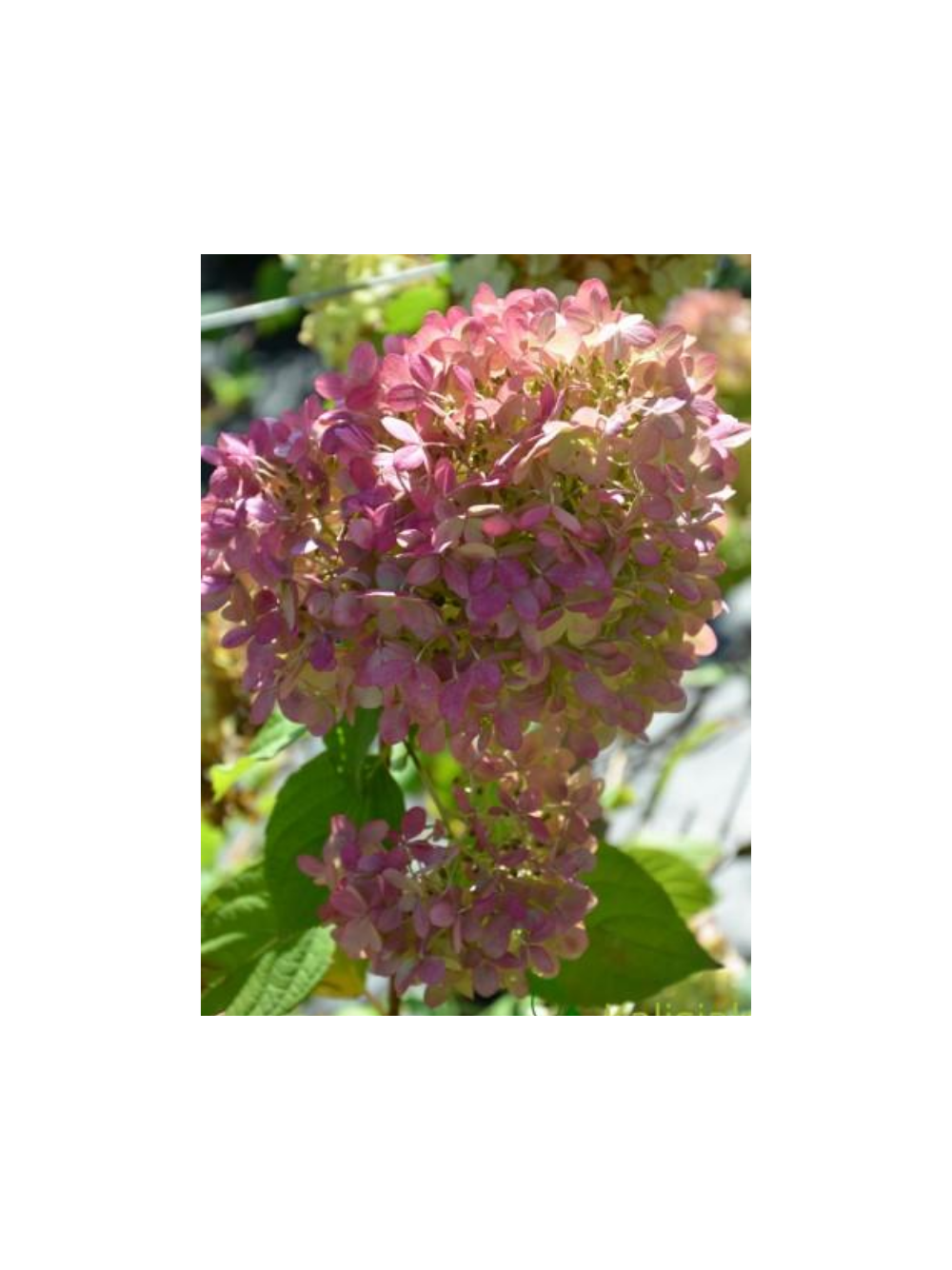 Hortensja bukietowa - Hydrangea paniculata 'Limelight'(R)