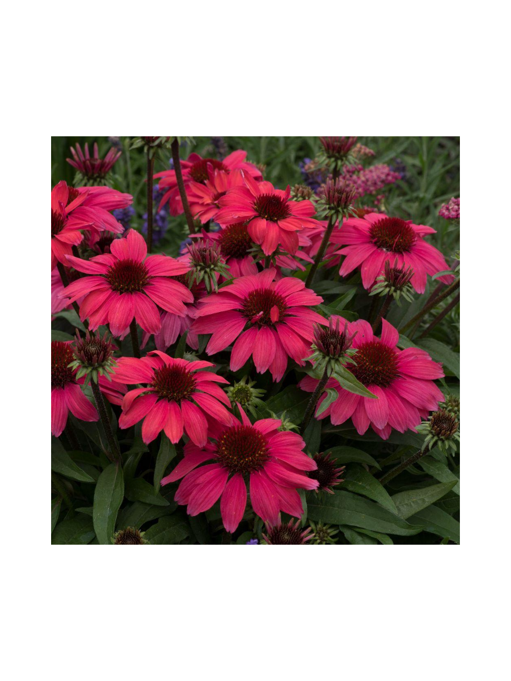 Jeżówka purpurowa - Echinacea purpurea SunMagic 'Vintage Ruby'