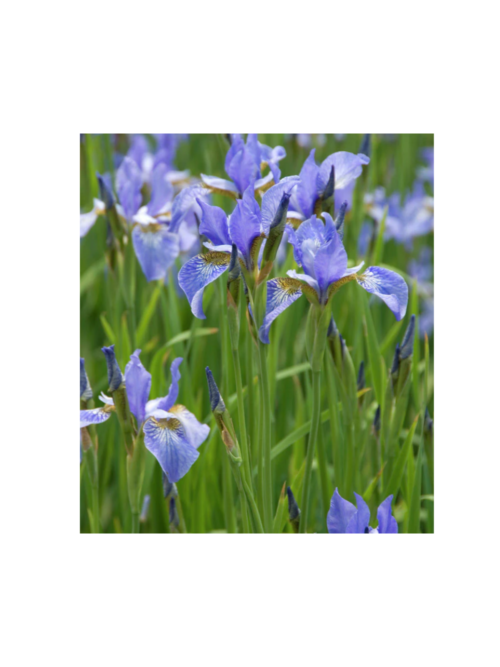 Kosaciec syberyjski- Iris sibirica 'Blau'