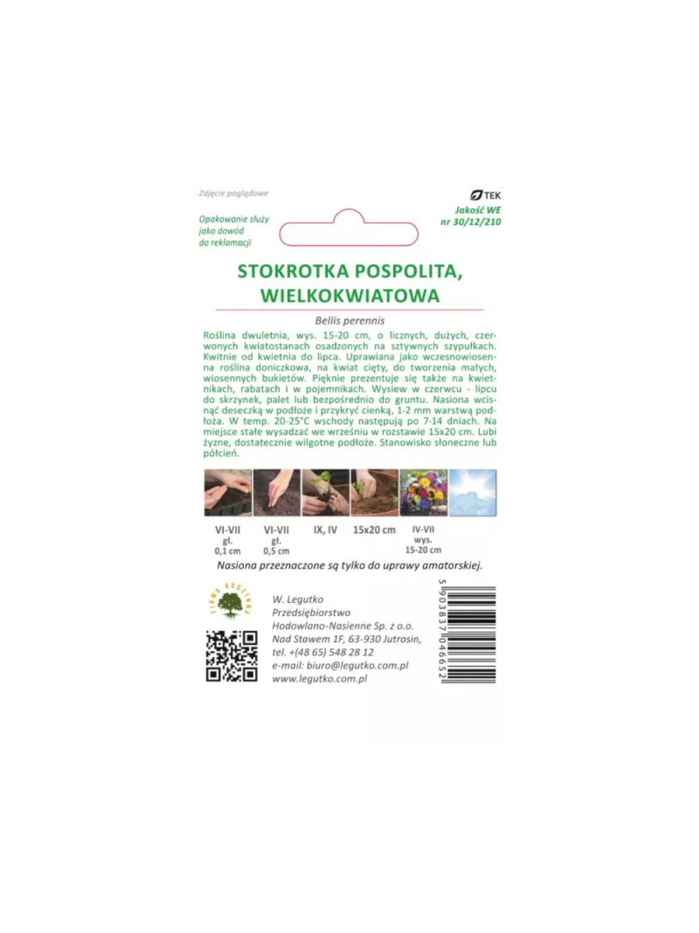 Stokrotka pospolita wielkokwiatowa Gracja - czerwona