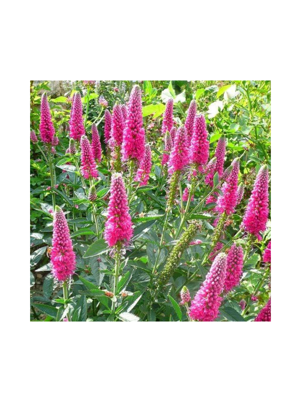 Przetacznik długolistny - Veronica longifolia 'First Love'
