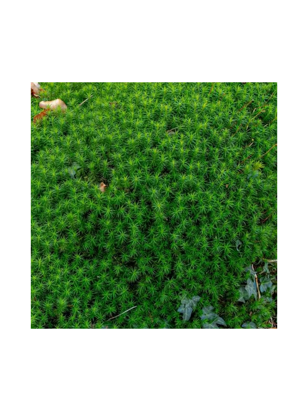 Karmnik ościsty - Sagina subulata