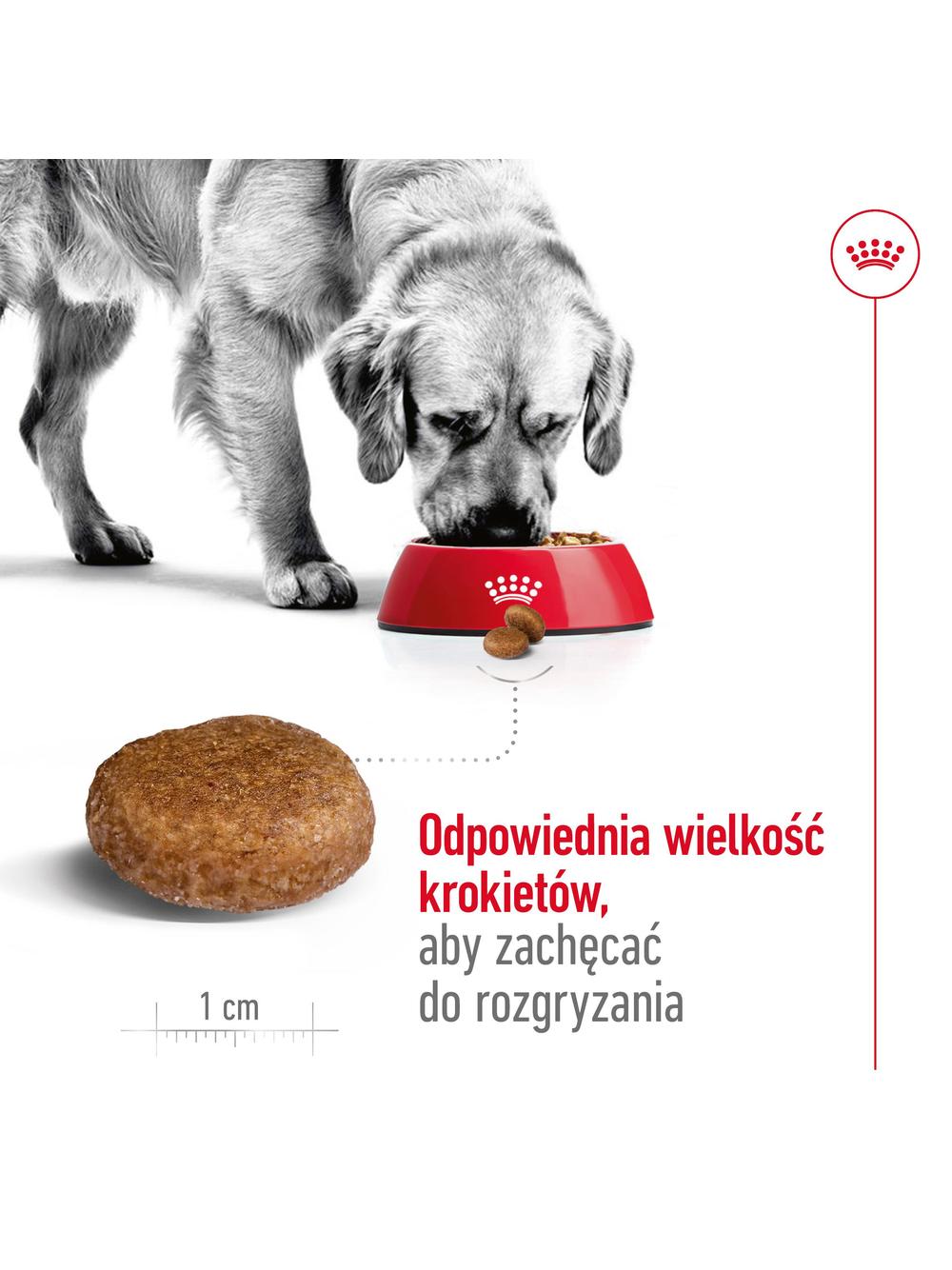 ROYAL CANIN Maxi Adult 5+ 15kg karma sucha dla psów starszych, od 5 do 8 roku życia, ras dużych / Opakowanie uszkodzone (8768,8995)!!!