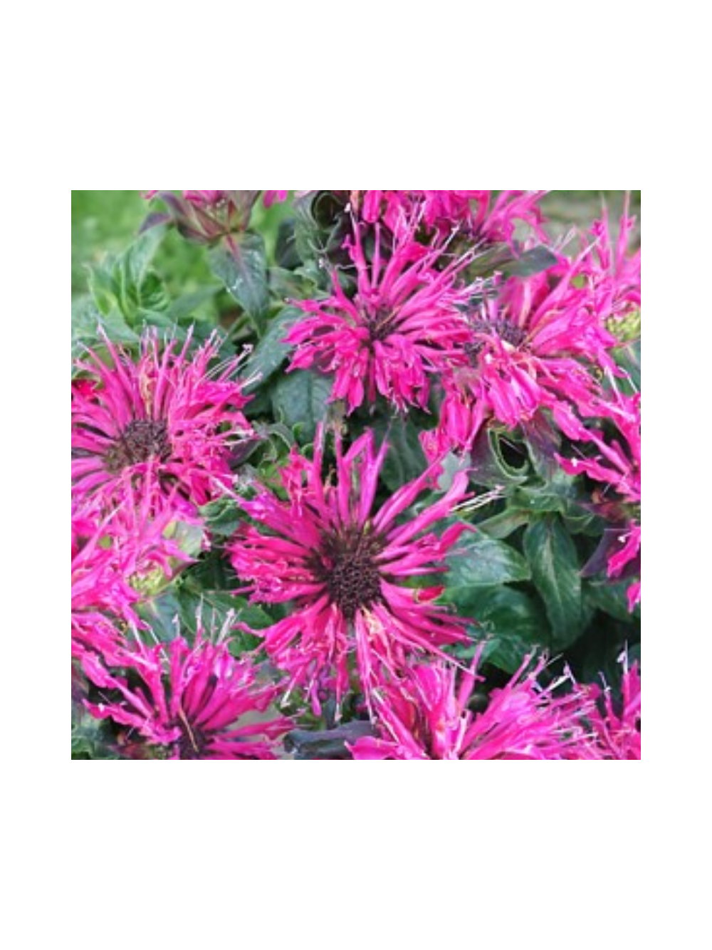 Pysznogłówka - Monarda didyma 'Cranberry  Lace'