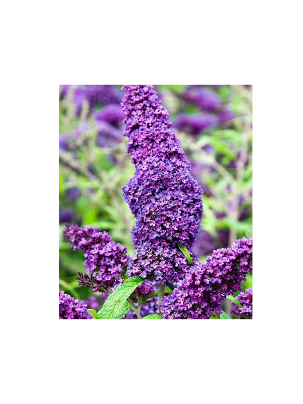 Budleja Dawida - Buddleja davidii 'Ile de France'