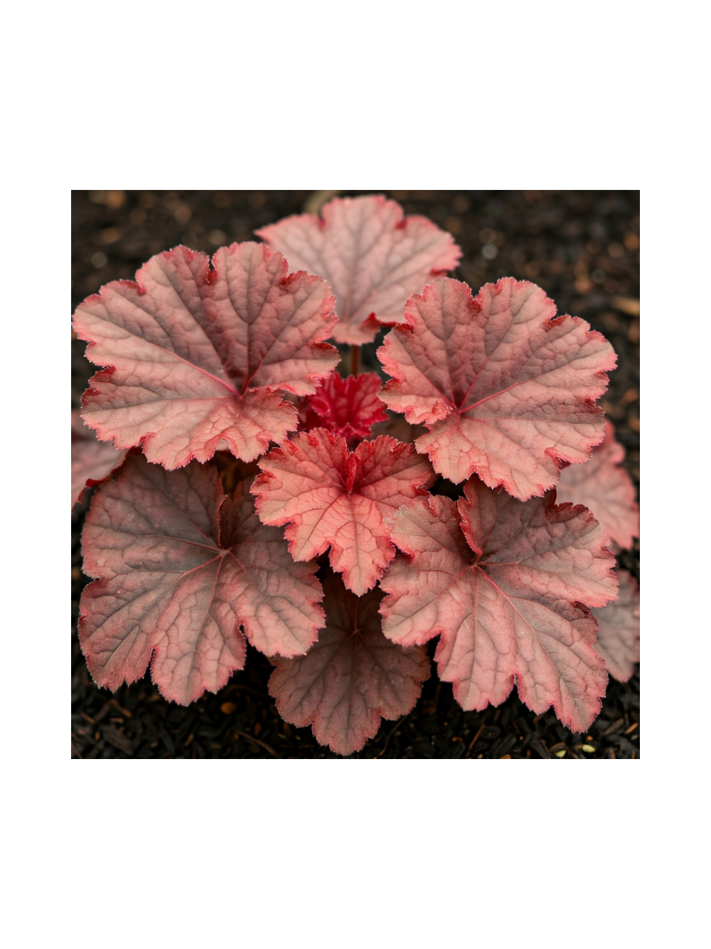 Żurawka - Heuchera 'Forever Red'