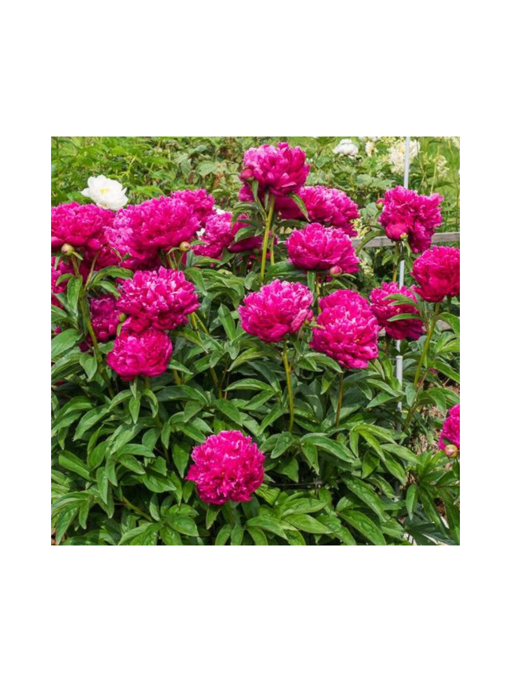 Piwonia chińska - Paeonia lactiflora 'Big Ben'