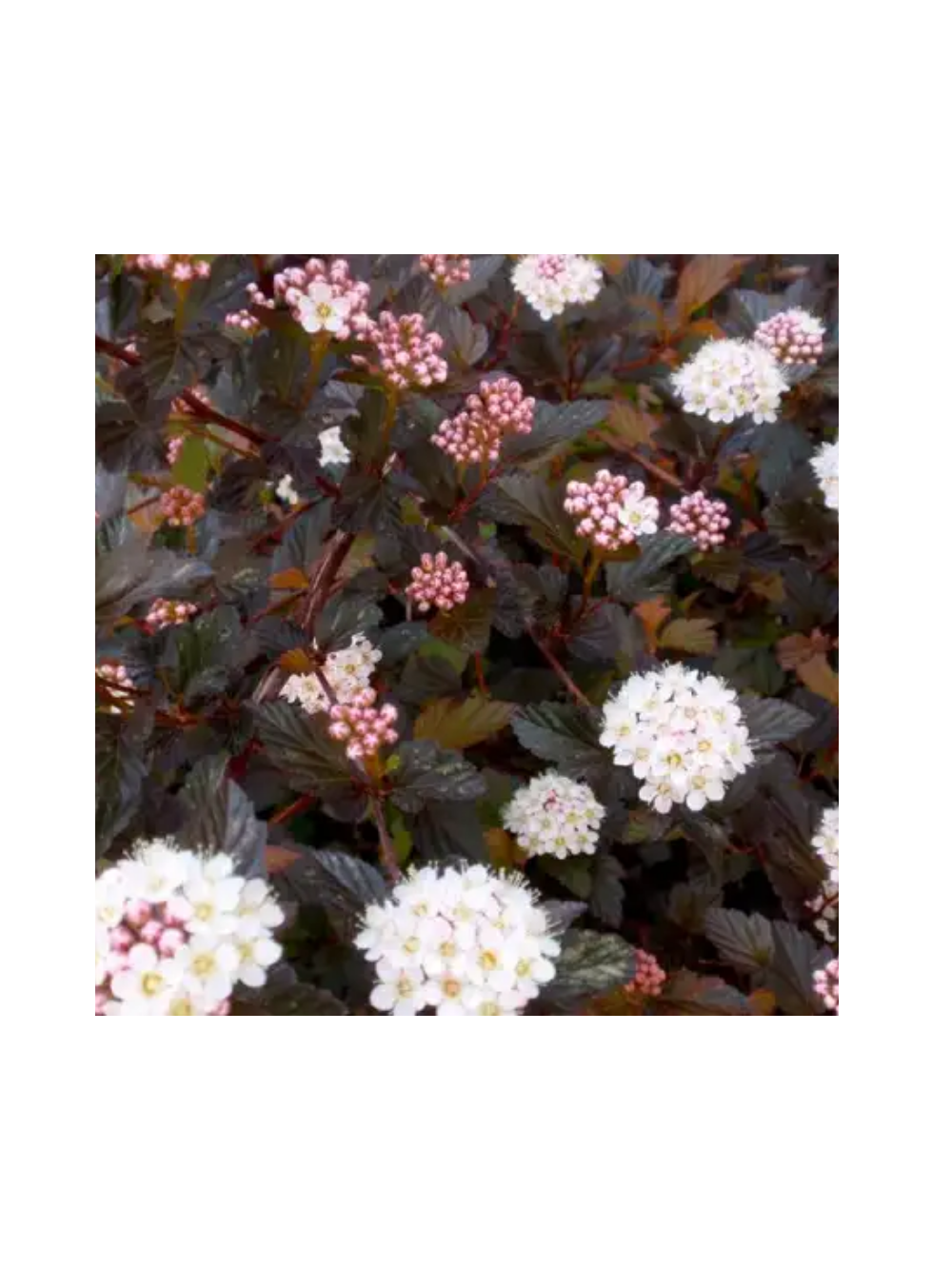 Pęcherznica kalinolistna - Physocarpus opulifolius 'Diabolo' (R)