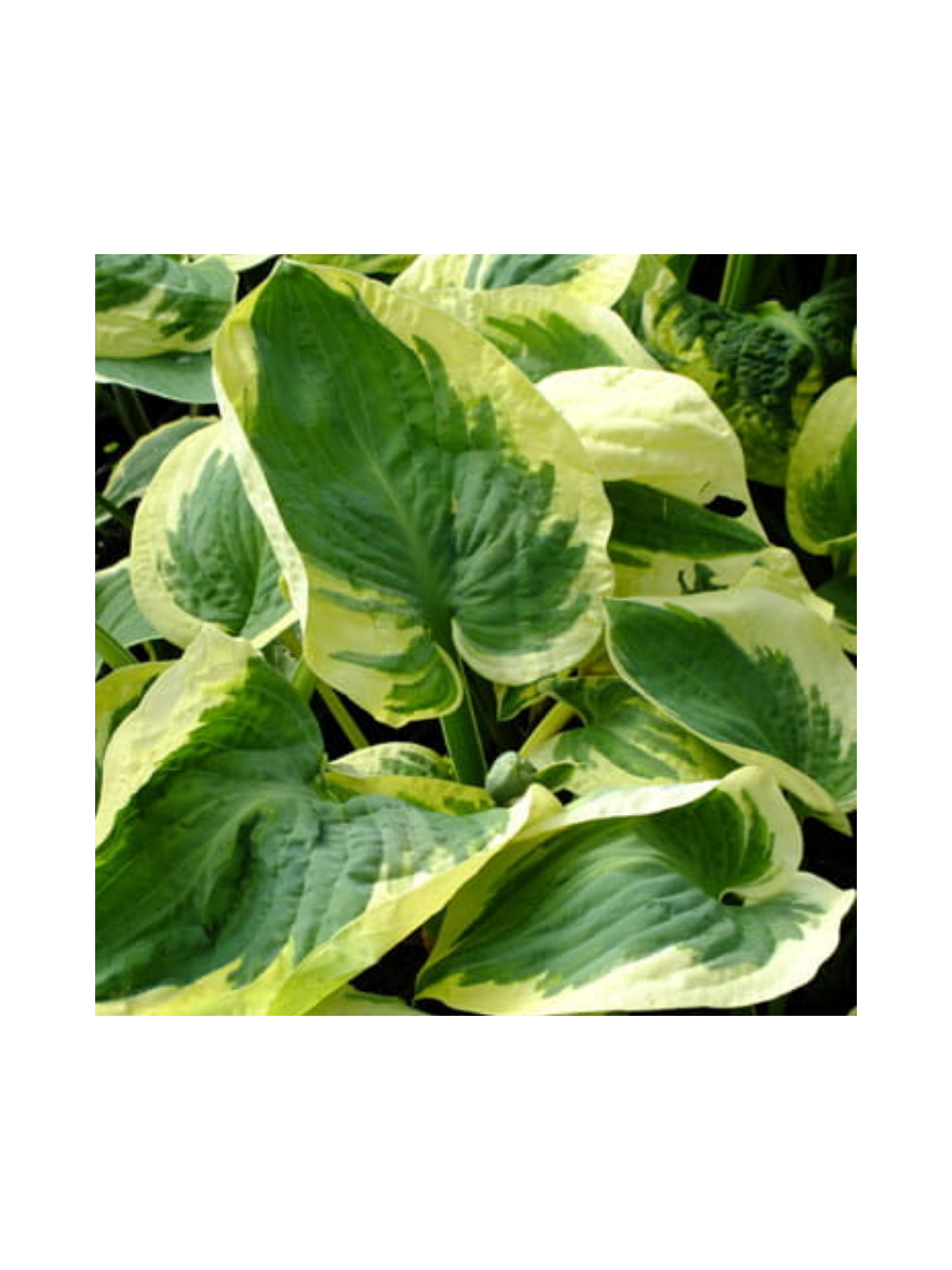 Funkia - Hosta 'Snow Cup'