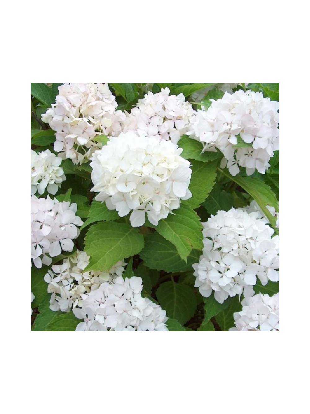 Hortensja ogrodowa - Hydrangea macrophylla 'Soeur Thérèse'