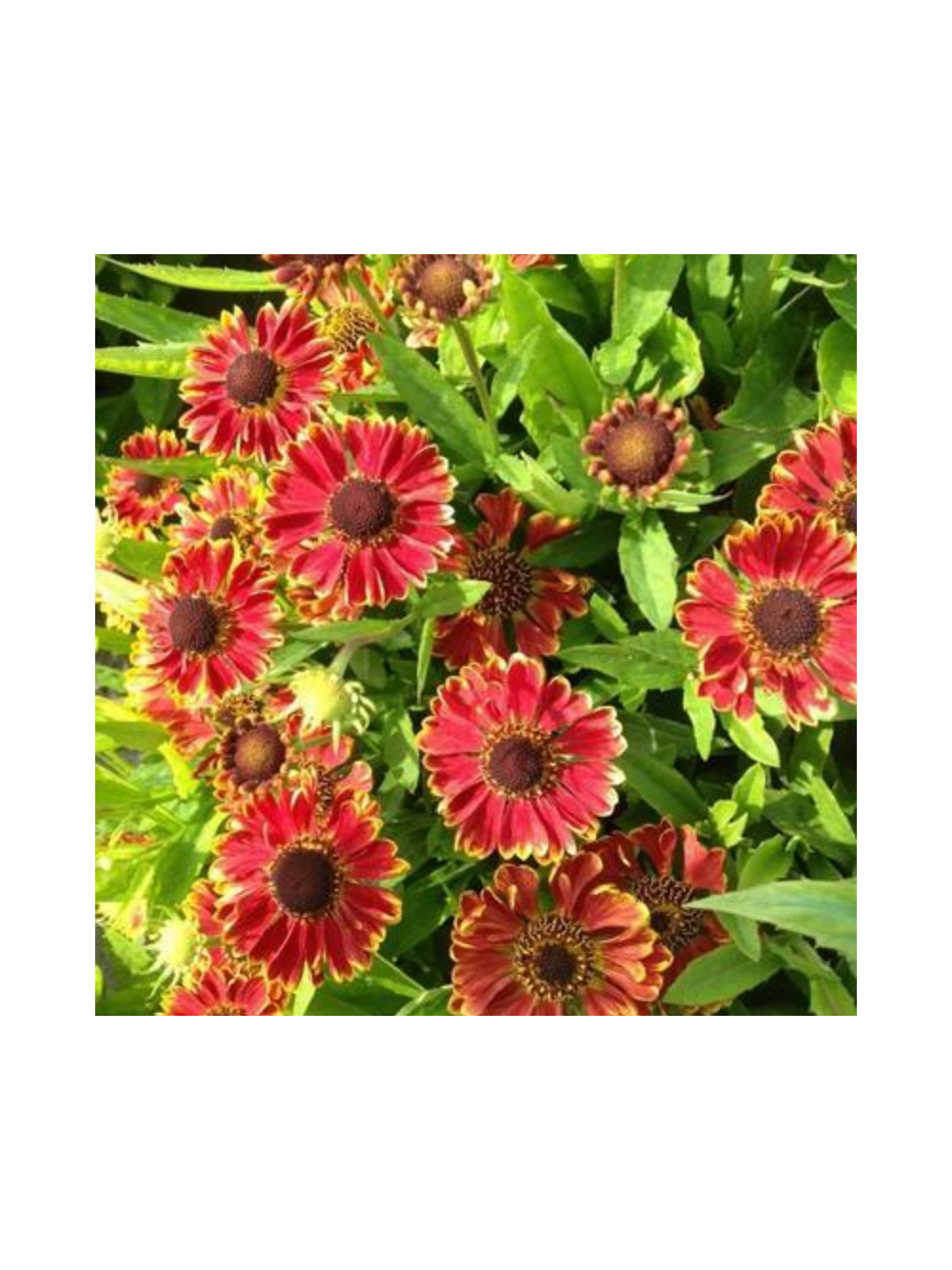 Dzielżan ogrodowy - Helenium x hybridum 'Bandera'