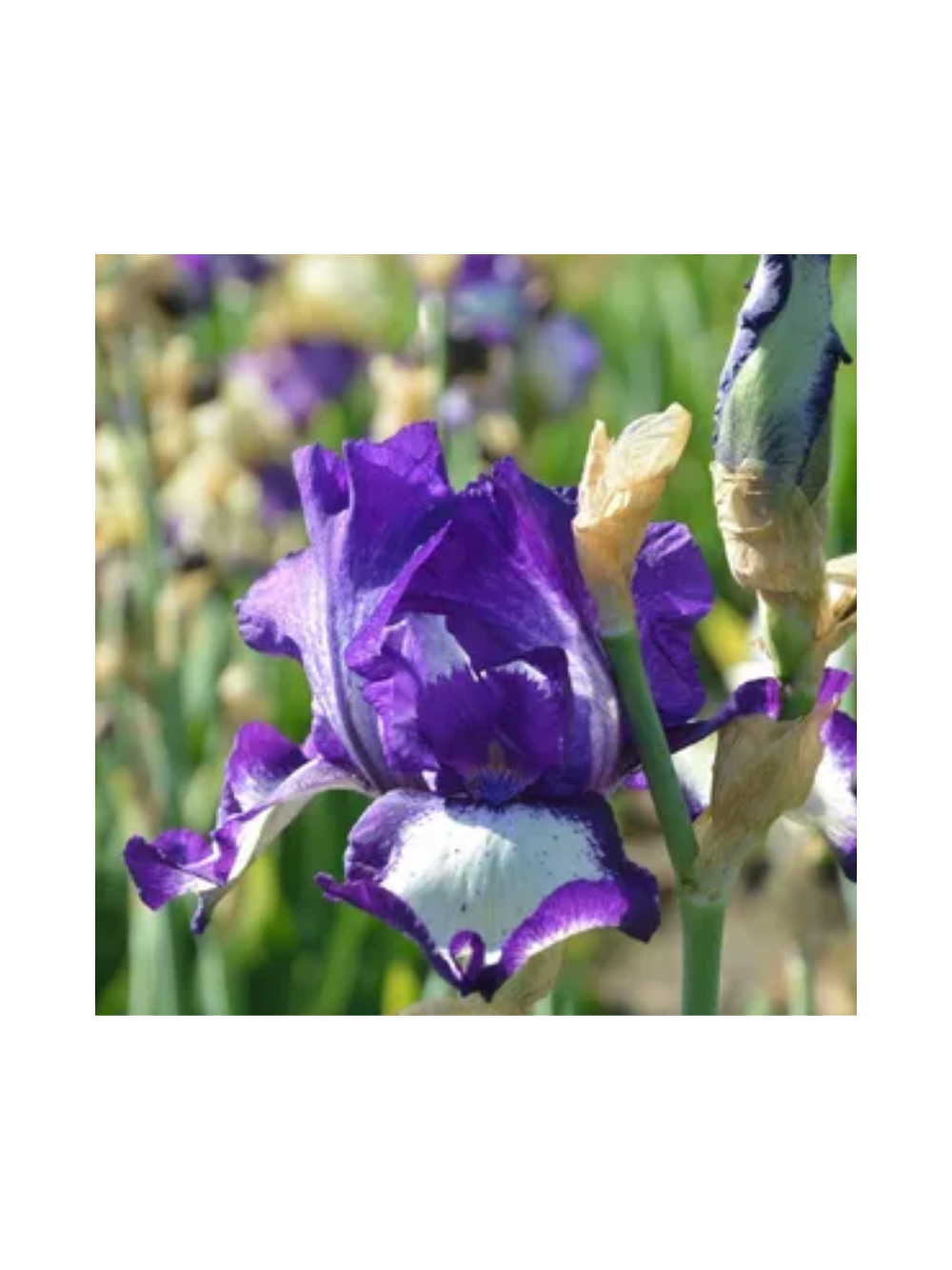 Kosaciec bródkowy - Iris germanica 'Stepping Out'