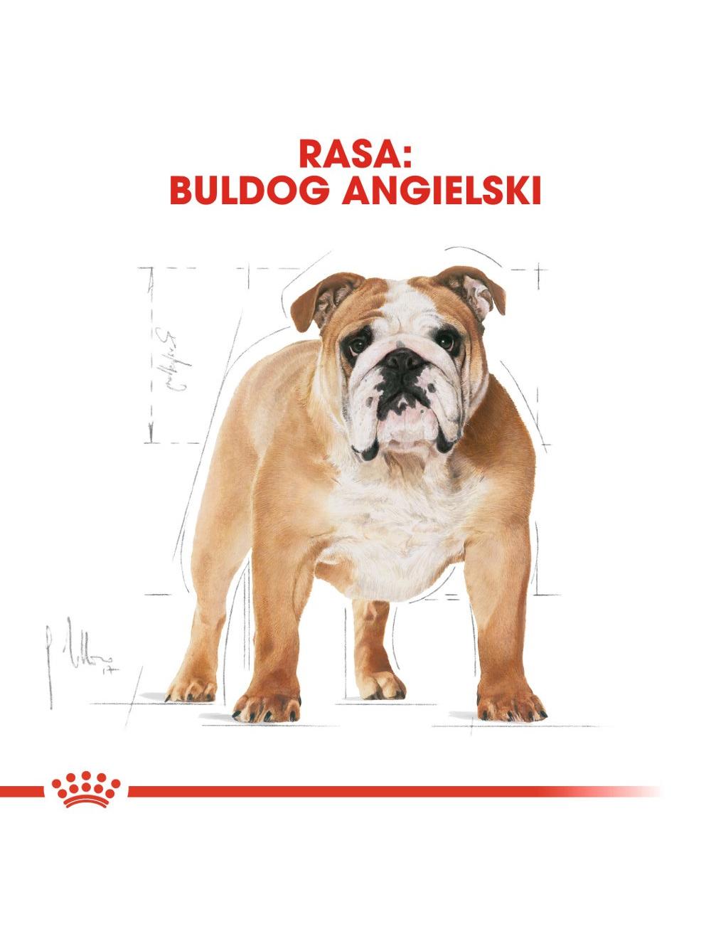 ROYAL CANIN Bulldog Adult 12kg karma sucha dla psów dorosłych rasy bulldog + niespodzianka dla psa GRATIS!