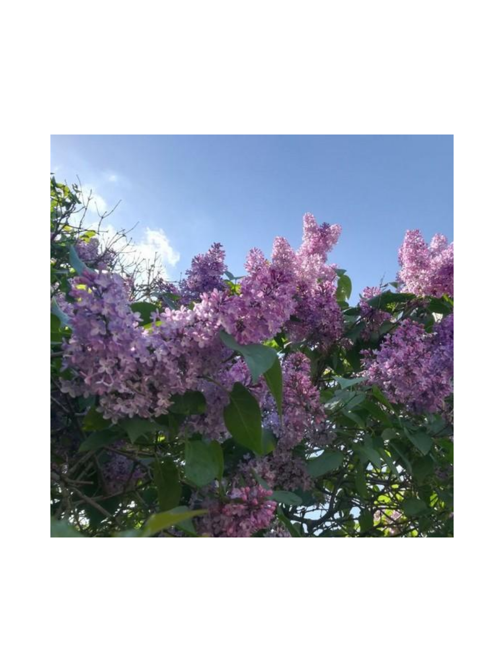 Lilak pospolity - Syringa vulgaris 'Nadezhda'