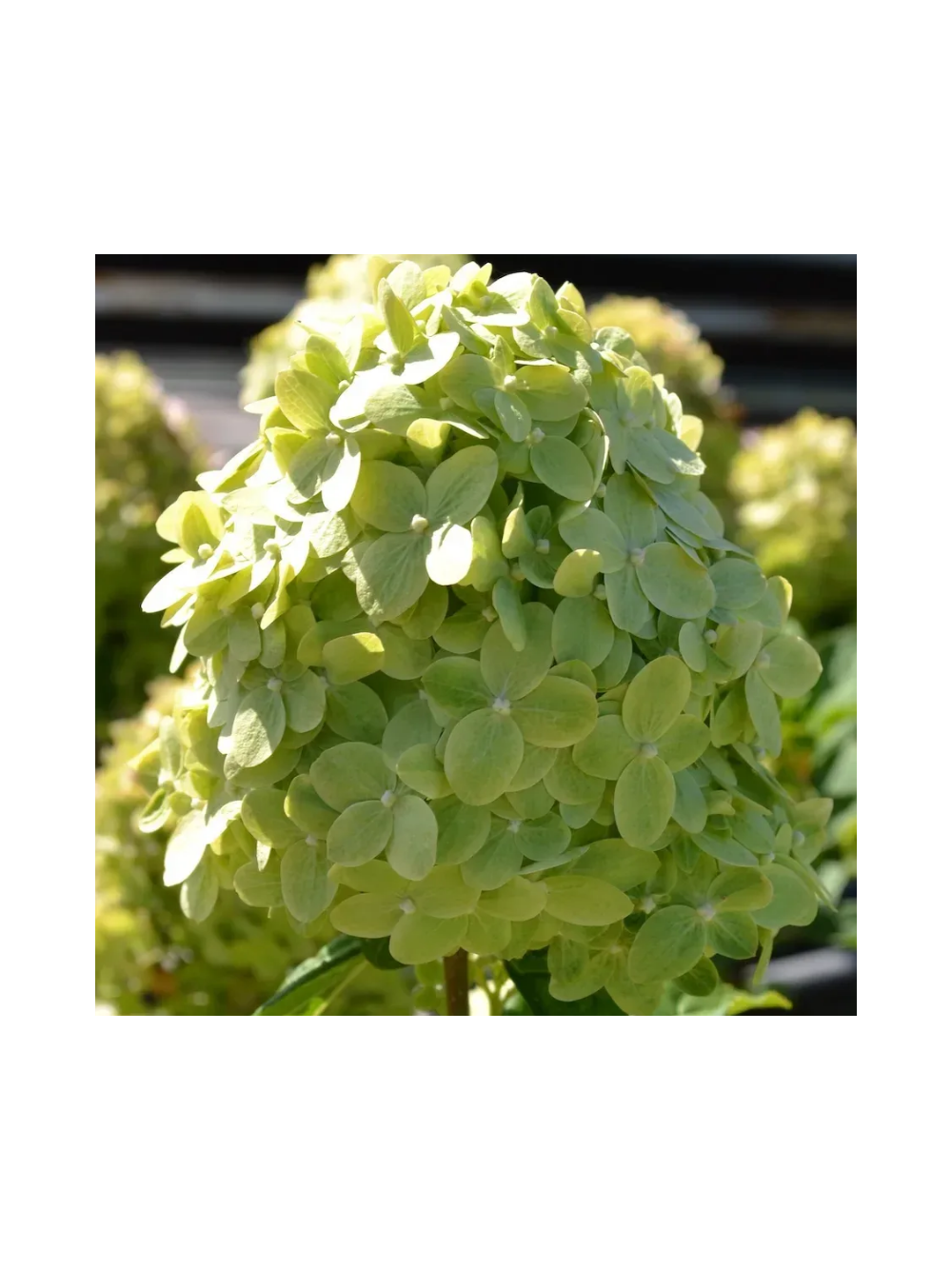 Hortensja bukietowa limonkowo-zielona - C3