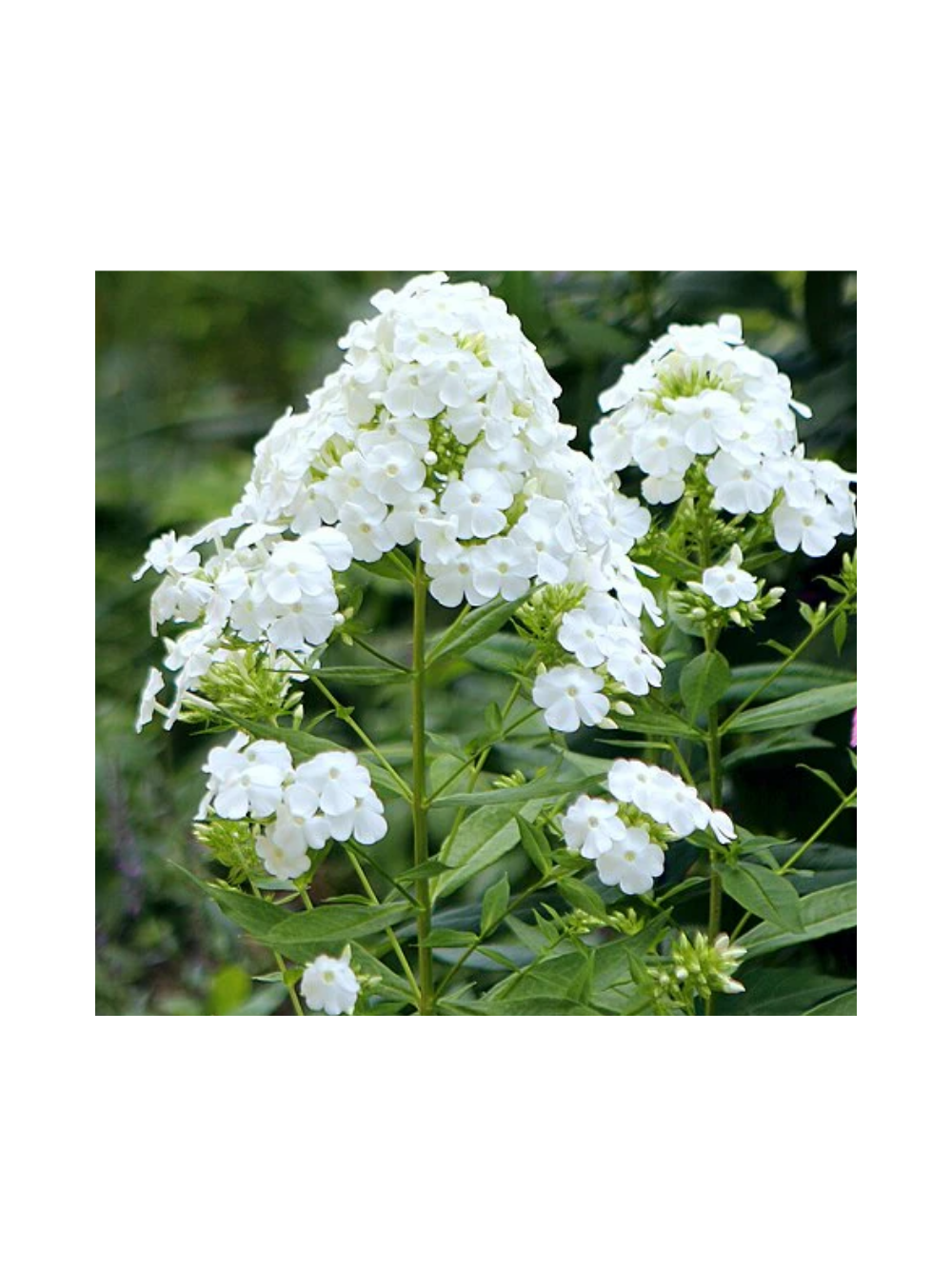 Floks wiechowaty - Phlox paniculata 'David'