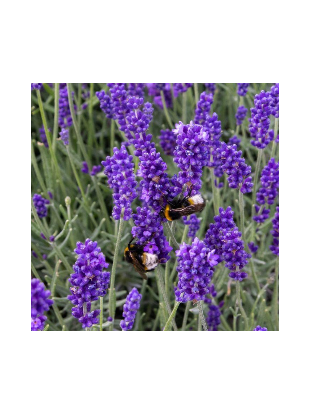 Lawenda wąskolistna - Lavandula angustifolia 'Hidcote Blue'