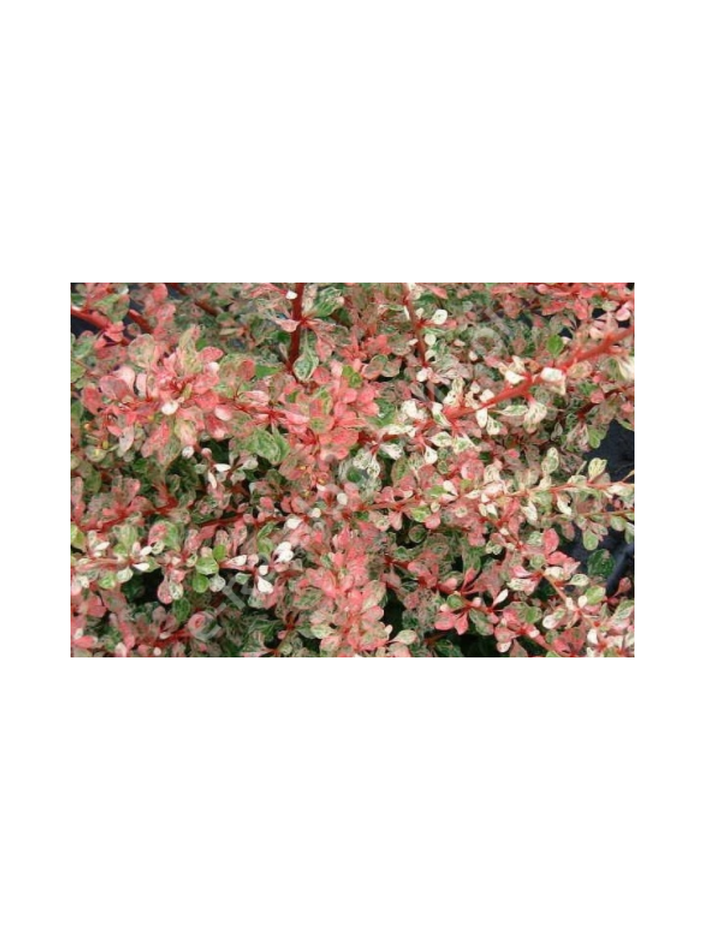 Berberys Thunberga - Berberis thunbergii  'Starburst'(R)