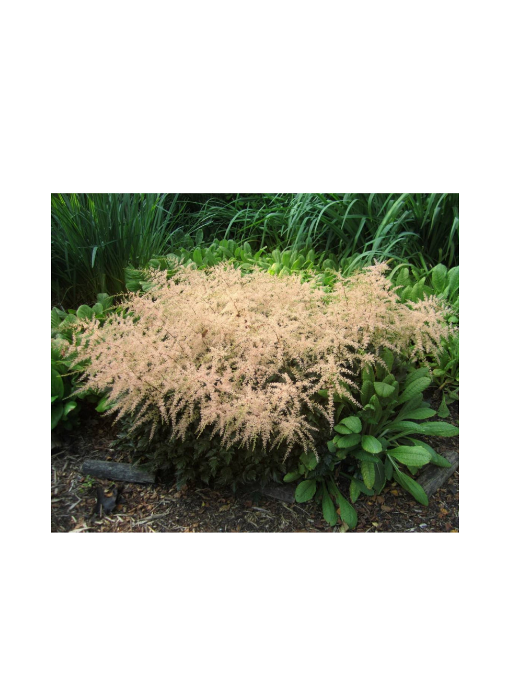 Tawułka pojedynczolistna - Astilbe simplicifolia 'Sprite'