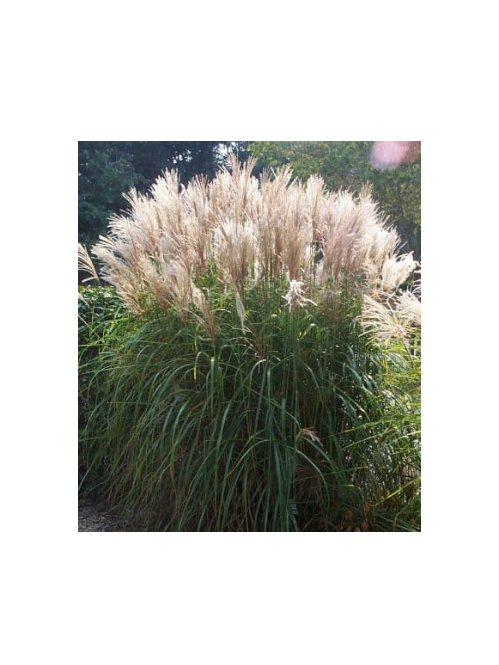 Miskant chiński- Miscanthus sinensis 'Graziella'