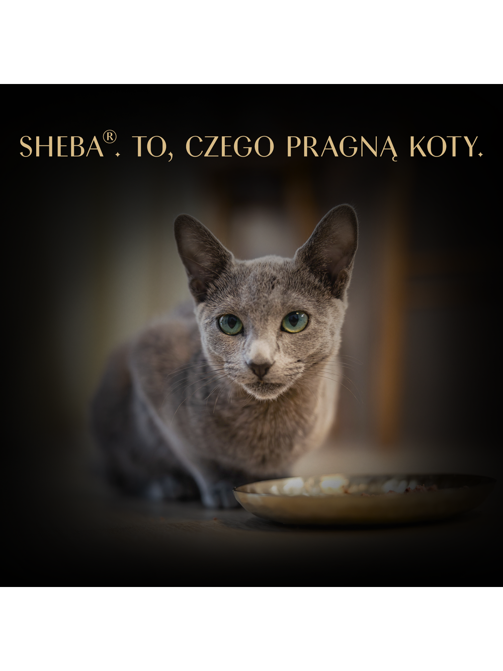 SHEBA Filets z kurczakiem, rybami oceanicznymi i krewetkami w sosie, tacka 16x60g