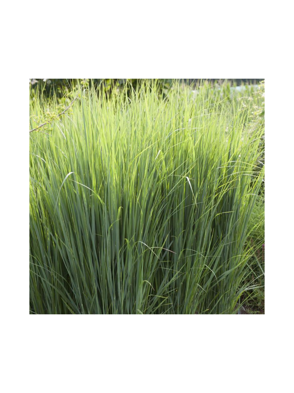 Proso rózgowate - Panicum virgatum 'Northwind'