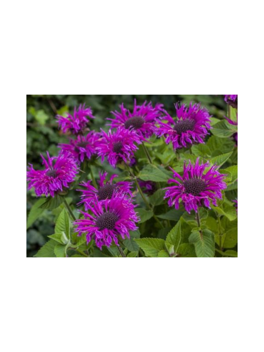 Pysznogłówka - Monarda hybrida 'Bee-Free'