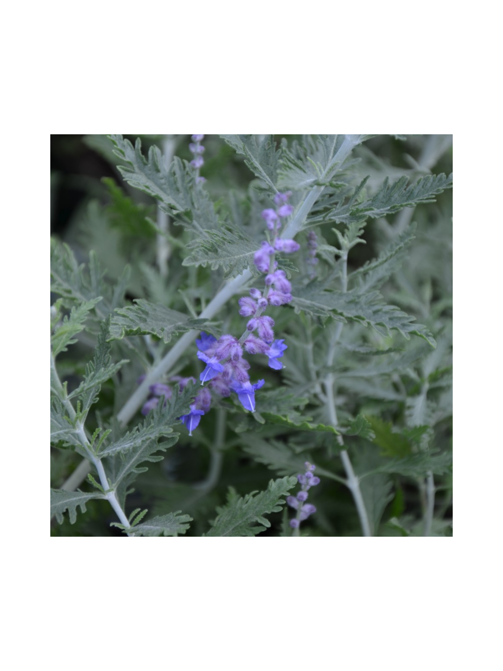 Perovskia atriplicifolia - Perowskia łobodolistna 'Russian Sage'