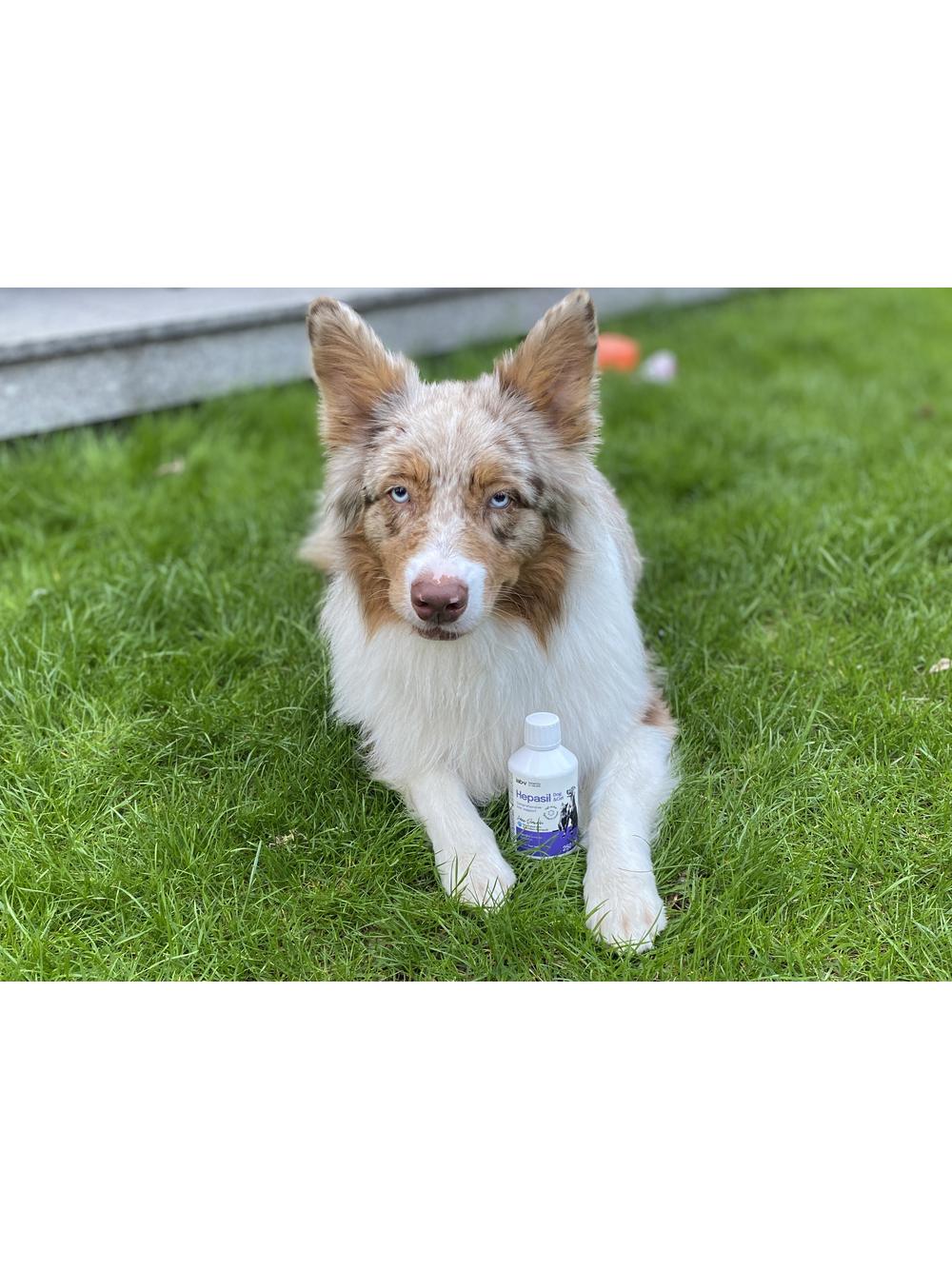 Lab-v Hepasil Dog & Cat preparat na poprawę funkcjonowania wątroby dla psa i kota 250 ml