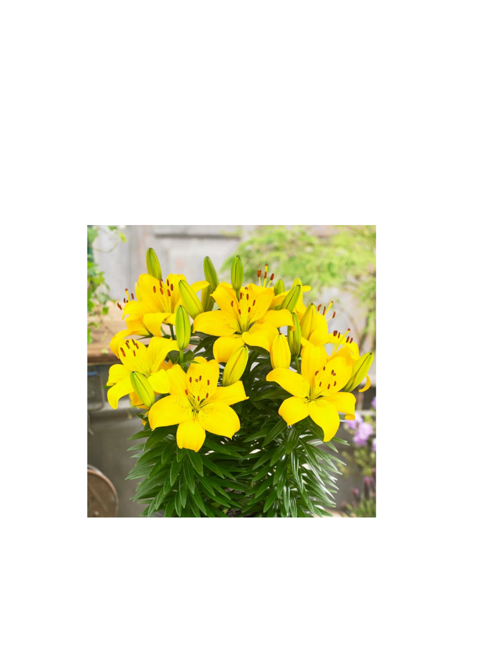 Lilia - Lilium 'Ilse Yellow'